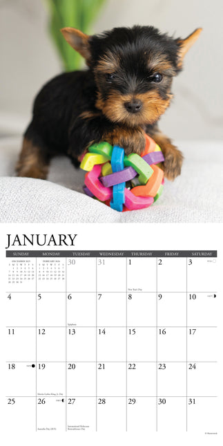 Willow Creek Yorkshire Terrier Puppies Kalender 2026
