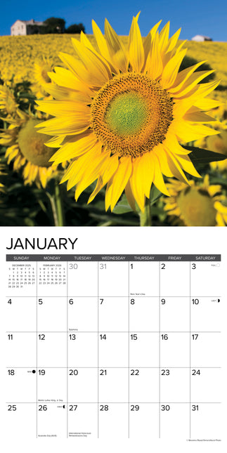 Willow Creek Zonnebloemen Kalender 2026