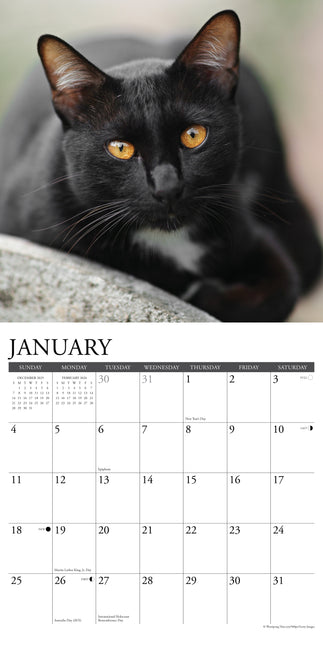 Willow Creek Zwarte Katten Kalender 2026