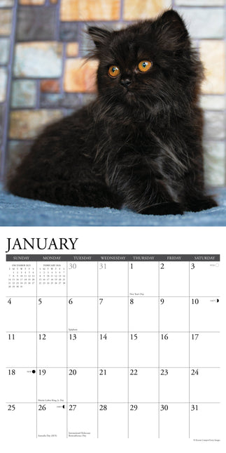 Willow Creek Zwarte Kittens Kalender 2026
