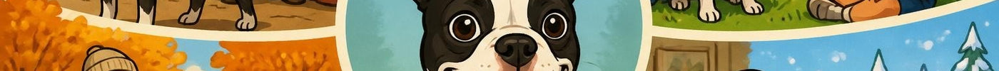 Boston terrier: karakter, gezondheid en dagelijkse zorg