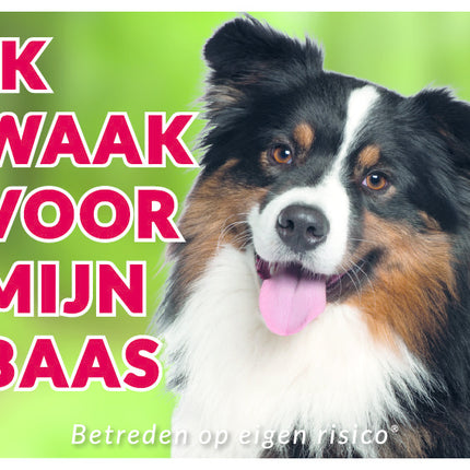 225_Australian Sheperd_NL_v2