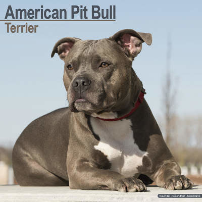 american pitbull terrier
