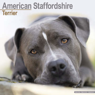 american staffordshire terrier