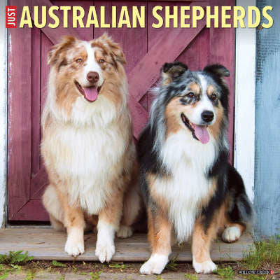australian shepherds