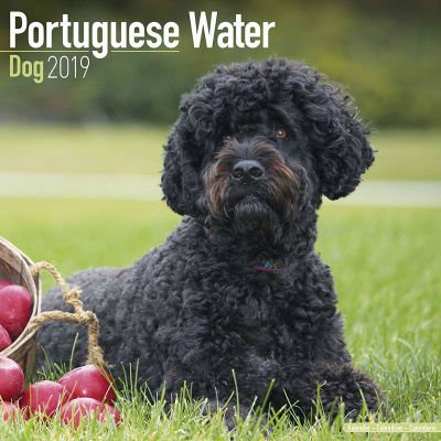 avonside-portugese-waterhond-kalender-2019