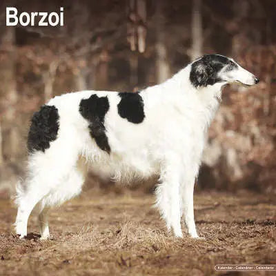barsoi