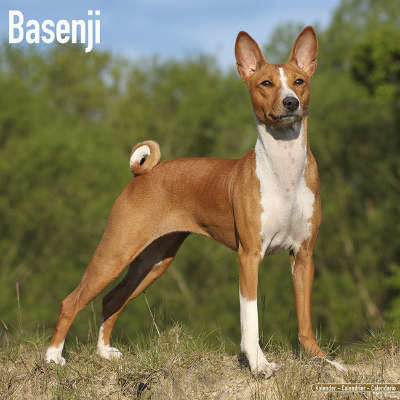 Basenji