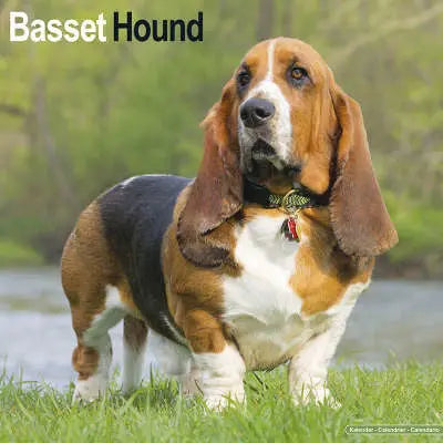 basset