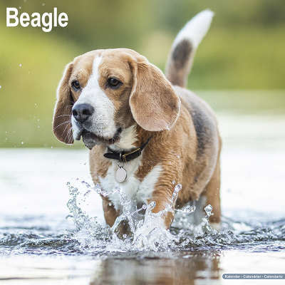 beagle