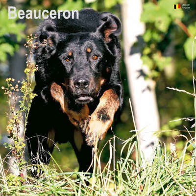 Beauceron