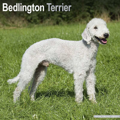 bedlington terrier