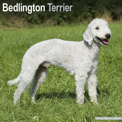 bedlington terrier