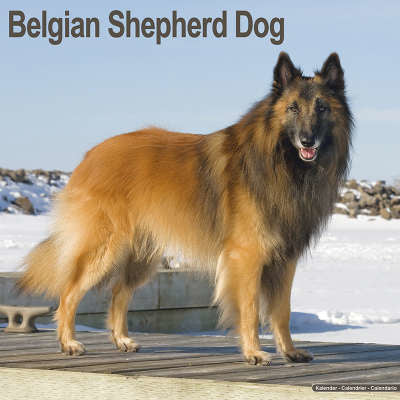 belgian shepherd dog