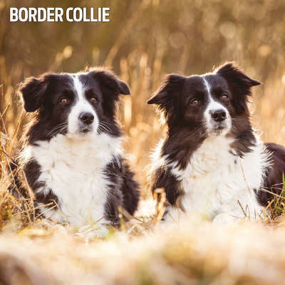 border collie