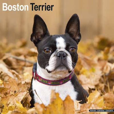Boston Terrier