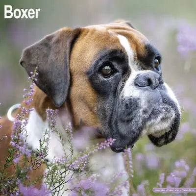 boxer