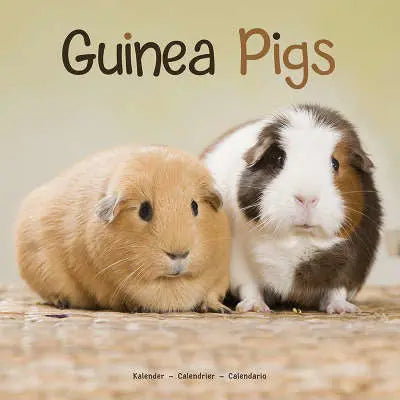 Cavia