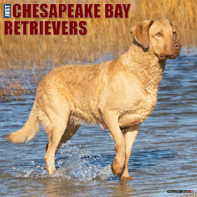 Chesapeake Bay Retriever