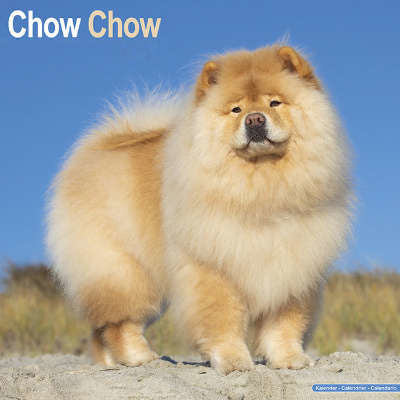 chow chow