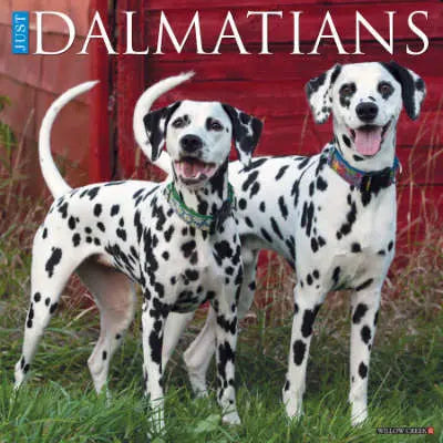 Dalmatier