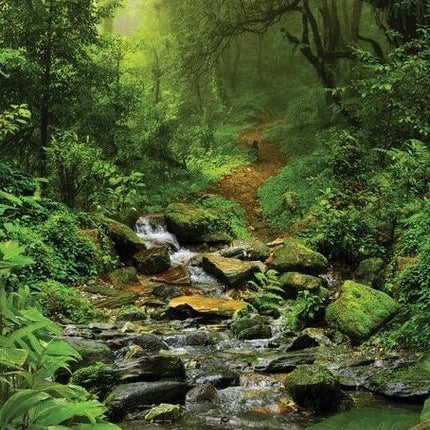 deep-forest-kalender-2025