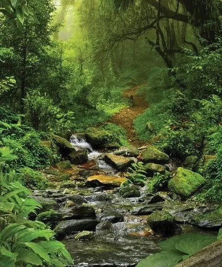 deep-forest-kalender-2025