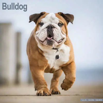 engelse-bulldog-kalenders