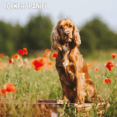 Engelse Cocker Spaniel