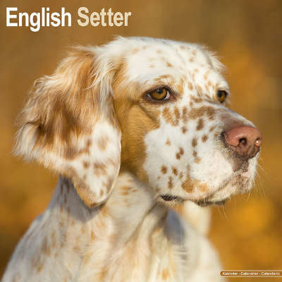 Engelse Setter