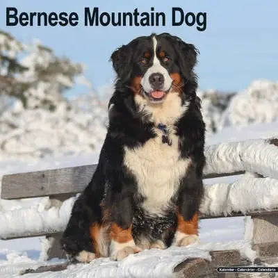 honden-met-de-letter-b