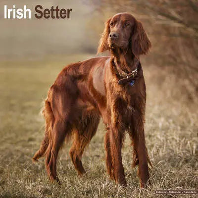 Ierse Setter
