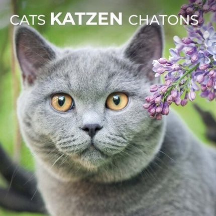 katten-kalender-2025