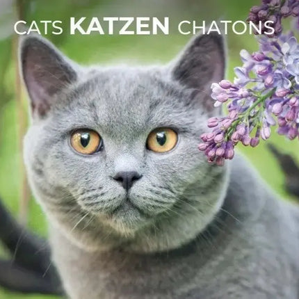 Katten kalenders