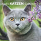 Katten kalenders