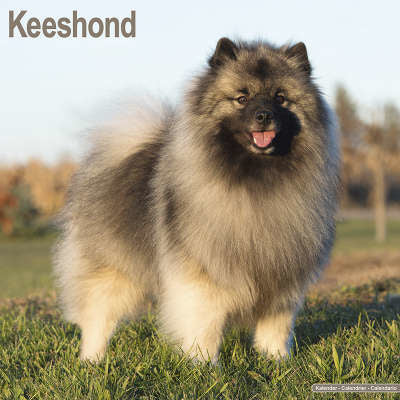 Keeshond