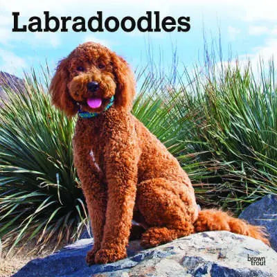 Labradoodle Kalenders kopen? | Ruim Aanbod & Scherpe Prijzen‎