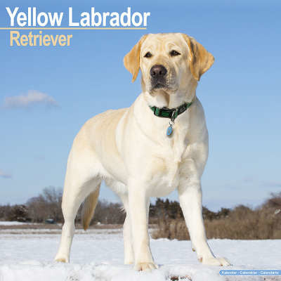 Labrador Retriever Blond