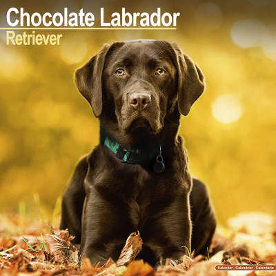 Labrador Retriever Bruin