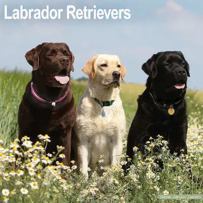 Labrador Retriever Mixed