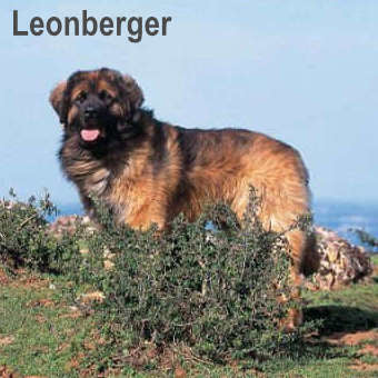 Leonberger