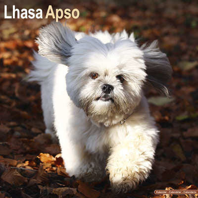Lhasa Apso