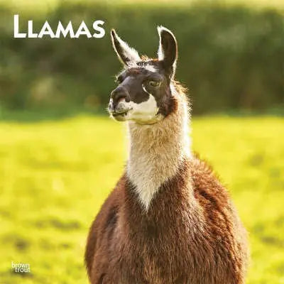 Llama