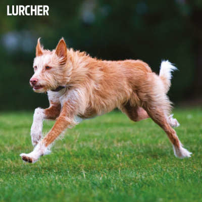 Lurcher
