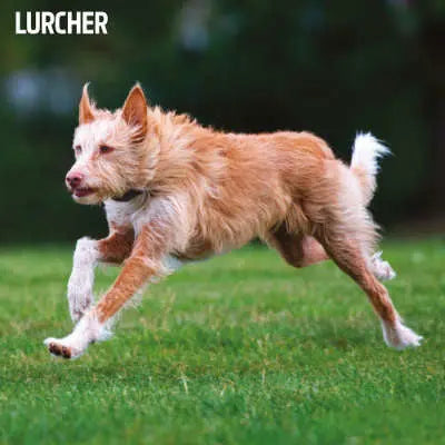Lurcher