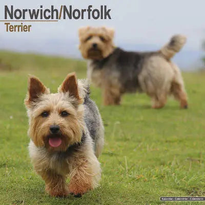 Norwich en Norfolk Terrier