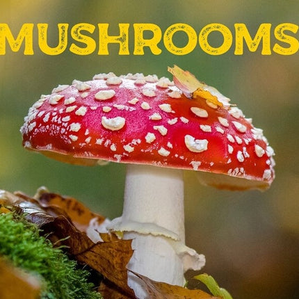 paddenstoelen-kalender-2025