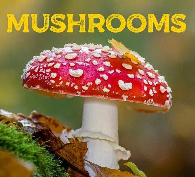 paddenstoelen-kalender-2025