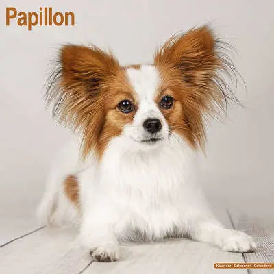 Papillon