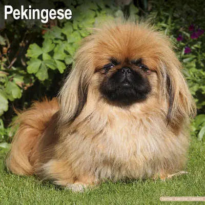 Pekingees